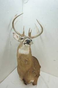 lot 279 image: Deer Mount 10 point Buck