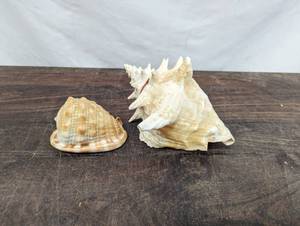 lot 50 image: Two Sea Shells