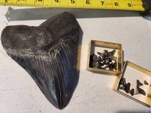 lot 22 image: Box of Shark Teeth including Megalodon Tooth