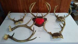 lot 331 image: Deer Horns (5). antlers