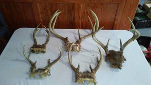 lot 339 image: Deer Horns (5).
