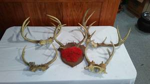 lot 354 image: Deer Horns (5). Antlers