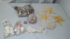 lot 373 image: Seashells, Starfish, Coral And More.