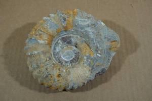 Ammonite Fossil