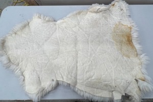 lot 698 image: Genuine Real Sheepskin Rug Champagne Ivory Wool Shearling