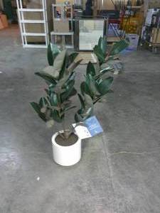 lot 175 image: CG Hunter Faux Rubber Decor tree, 48-inch