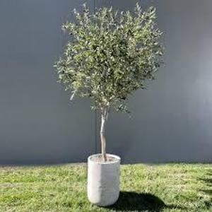 lot 172 image: Faux 6.5 Olive Tree-Some Damage on Pot