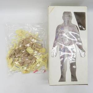 lot 42 image: Male Human Anatomical Transparent Man Model System Complete