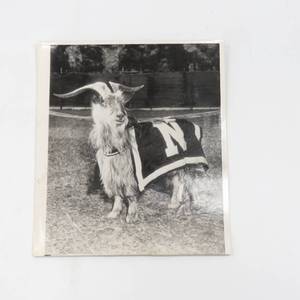 lot 225 image: Vintage 1947 Press Photograph of US Navy Goat Mascot - 8.5 x 7.5