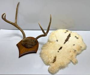 lot 70 image: Deer Horns & Rabbit Pelt