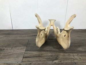 lot 57 image: Jaw Bone off of Some Type of Animal