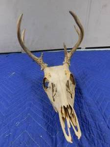lot 207 image: deer skull with horns