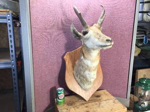 lot 37 image: Vintage Pronghorn Head Mount