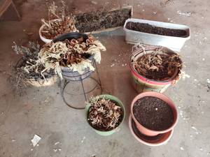 lot 10 image: Flower Planters