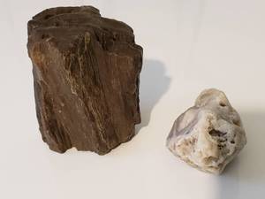 lot 137 image: Petrified Wood - Maybe