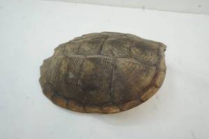 lot 67 image: Vintage Snapping Turtle Shell
