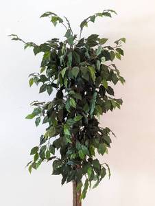 lot 35 image: Potted Faux Ficus