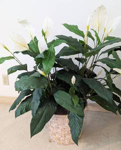 lot 54 image: Pair of Potted Faux Lilies