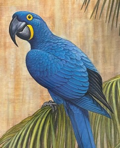 lot 151 image: Pretty Blue Parrot Framed Print