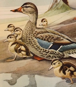lot 175 image: Mallard Framed Print by Francis Lee Jaques