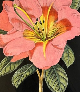 lot 186 image: Pretty Pink Tropical Flower Framed Print