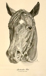 lot 207 image: Spectacular Bid 1979 Kentucky Derby Winner by Tunell