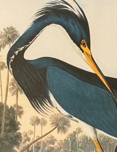 lot 230 image: Louisiana Heron Framed Print by John James Audubon