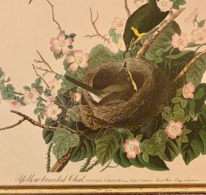 lot 318 image: Vintage Framed Print of Yellow Breasted Chats