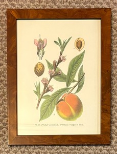 lot 413 image: Three Fruits with Florals Prints