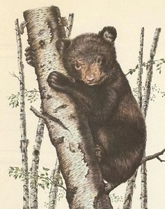 lot 423 image: Young Black Bear Framed Print by Al Dornisch