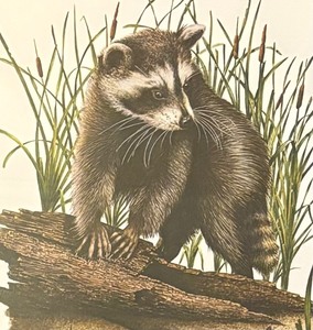 lot 431 image: Young Raccoon Framed Print by Al Dornisch