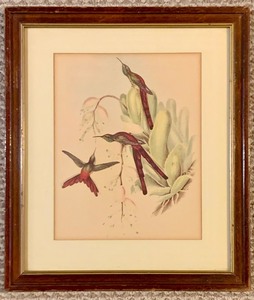 lot 348 image: Set of Bird Prints, J. Gould HC Richter Hummingbird