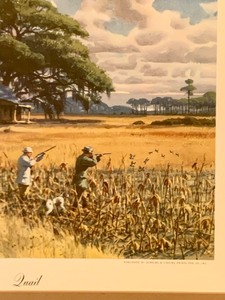 lot 353 image: Vintage Framed Hunting Print, Quail