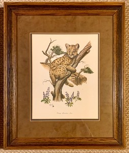 lot 361B image: Two Beautiful Vintage Young Mountain Lion and Young Red Fox Framed Prints