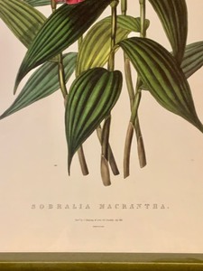 lot 377B image: Pretty Framed Art Print Sabralia Macrantha by James Bateman