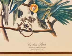 lot 148 image: Framed Vintage Print Carolina Parrot
