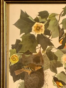 lot 149 image: Beautiful Vintage Framed Print Baltimore Oriole