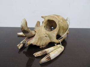 lot 28 image: Old Tribal Ceremonial African Genuine Monkey Skull