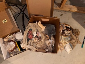 lot 436 image: Box of Seashells, Starfish, Conch Shells and More