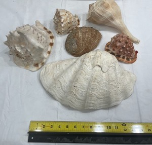 lot 46 image: GREAT lot of Large Seashell Including LARGE Clamshell