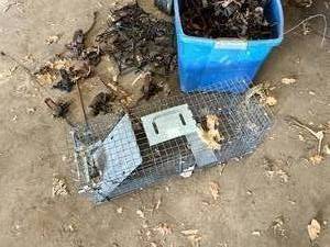 lot 81 image: Large Lot of Traps, Animal call & Live Catch Cage