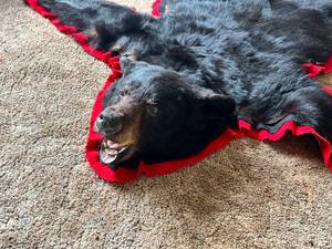 lot 196 image: Black Bear Rug - The Real Thing - See Pictures