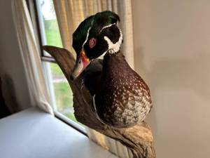 lot 198 image: Mounted Wood Duck - Museum Like Quality Piece - See Pictures