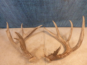 lot 137 image: Set of Antlers