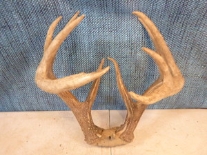 lot 138 image: Mounted Antlers