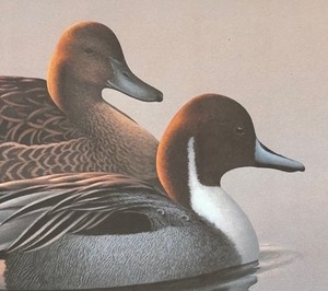Pintails Limited Edition Signed Print by Scholer
