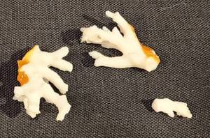 Trio of Natural Sea Shells & Variety of Shells in Glass Jar