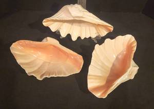 Set of Beachy B Eigen Shell Replica Bowls