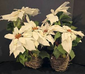 Lovely Pair of Faux White Poinsettias