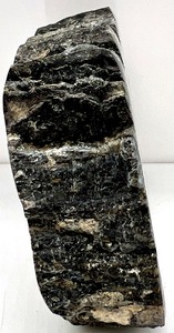 lot 59 image: RARE Fossilized Holly Mammoth Tooth